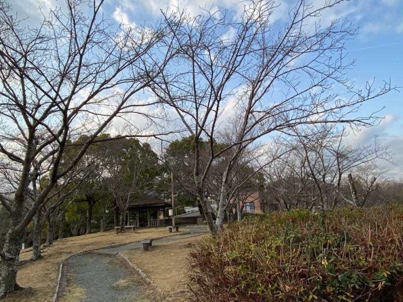 福山市　春日池公園　桜