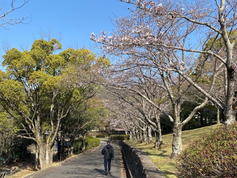 福山市　春日池公園　桜