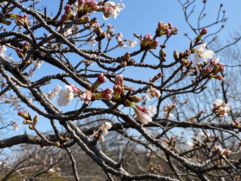 春日池公園　福山市　桜