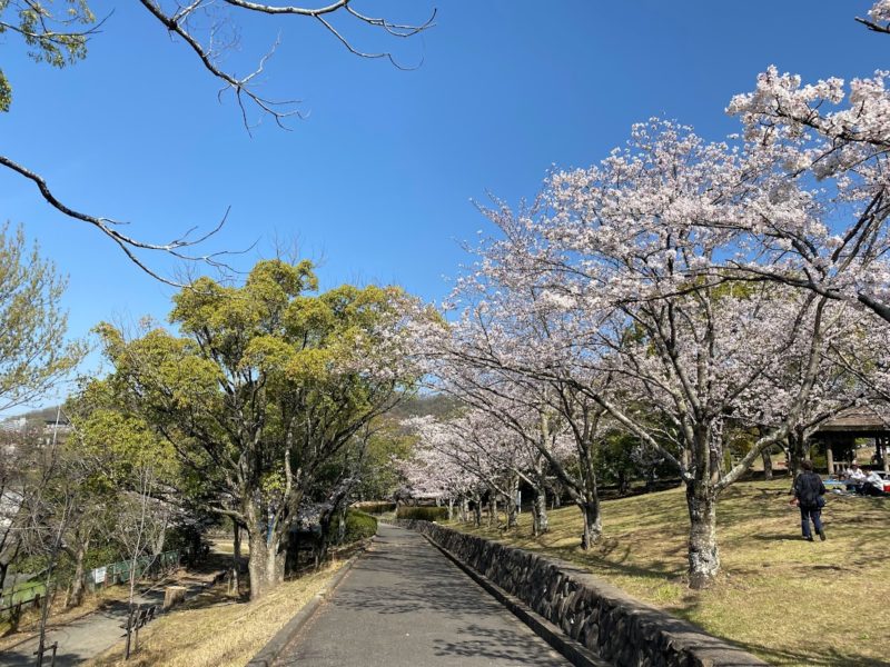 春日池公園　桜