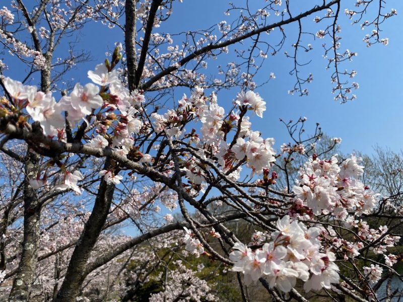 春日池公園　桜